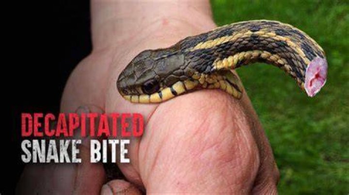 Can a rattlesnake bite you with its head cut off?