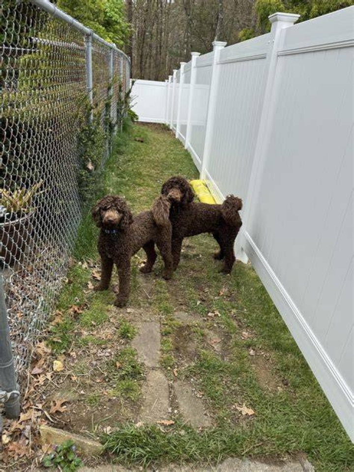 Do poodles like to be picked up?