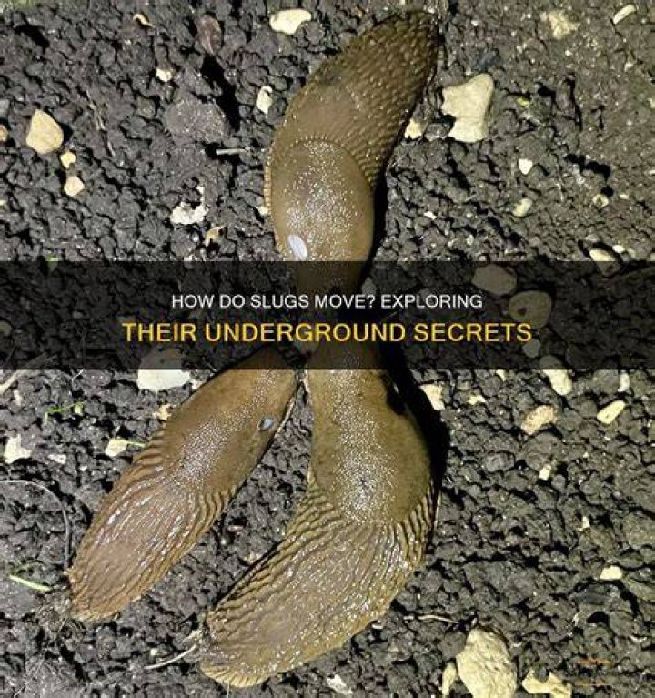 Do slugs like vinegar?
