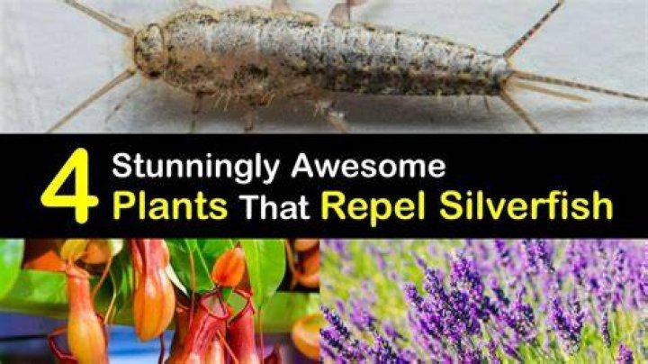 Does citrus repel silverfish?