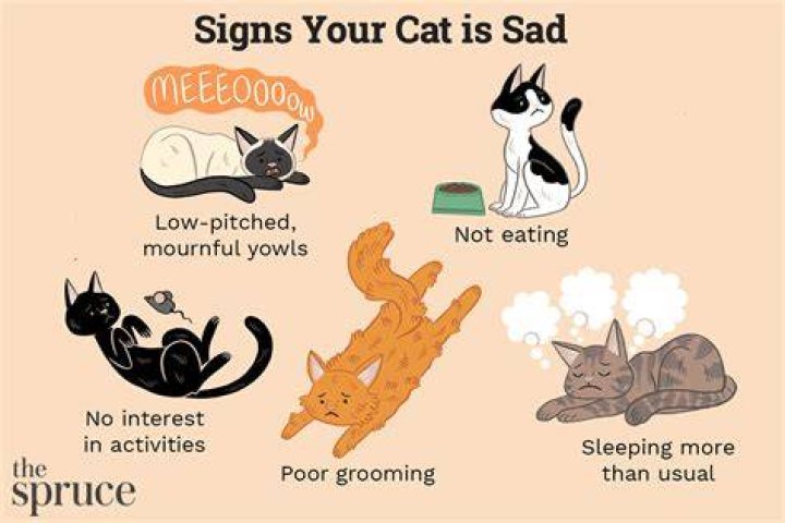 How can you tell if your cat is mad at you?