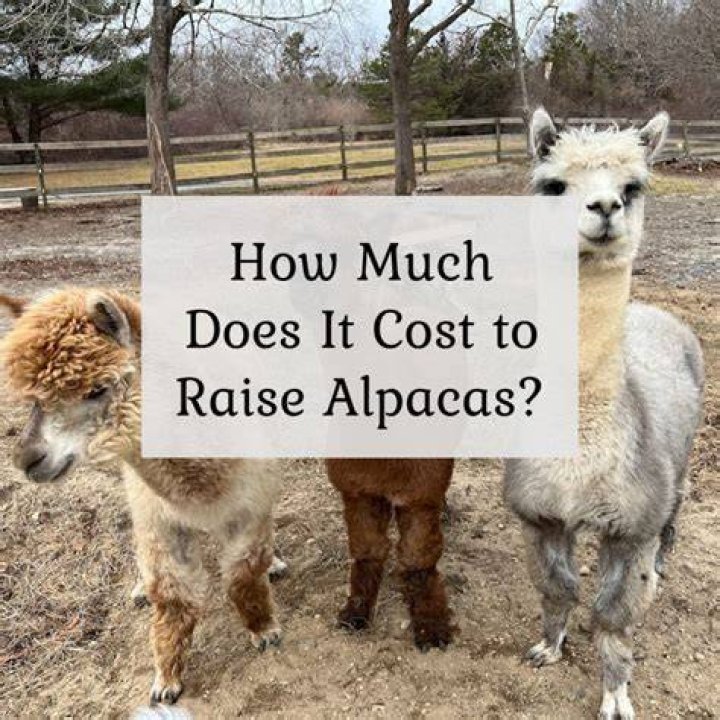 What does it mean when alpacas hum?