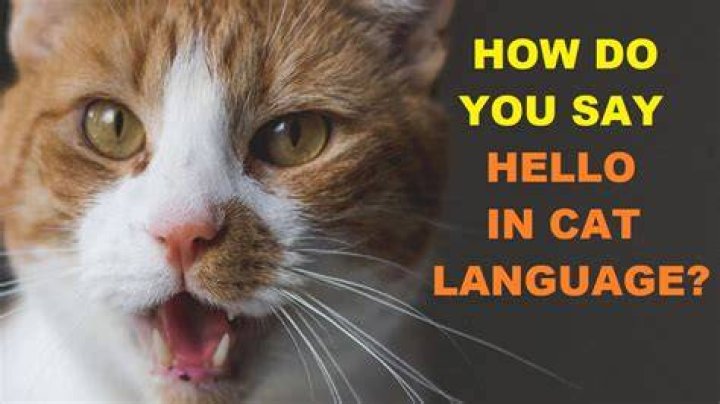 What is hello cat language?